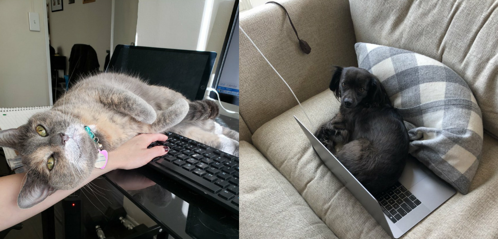 WFH with pets